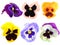 Set of motley pansy flowers