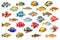 Set of multicolored aquarium fishes on a transparent background, side view. Large set of different saltwater aquarium