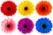 Set of multicolored gerbera isolated