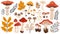 Set of mushrooms. Autumn forest fungi. Fall fungi, boletus, porcini, amanita, fly agaric, caps and stalks. Food plant