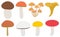 Set of mushrooms brown boletus chanterelle mushrooms mushrooms champignon russula vector illustrations in flat design