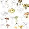 A set of mushrooms. Contour black and white sketch and realistic coloring. Edible and poisonous forest mushrooms. Vector
