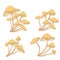 Set of mushrooms toadstools. forest plants, mushrooms