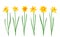Set of narcissus isolated on white background. Vector illustration