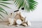 Set natural beauty cosmetic skincare products makeup brush with palm leaves plant on stone pedestal, rock pile balancing