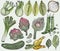 Set of nature mediterranean vegetables. Fresh organic food. Vegetables vintage Hand-drawn sketch.