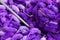 A set of needlework for knitting. Close-up of a beautiful purple and white yarn with a ball and spokes. Close-up for content