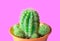 Set Neon Cactus. Minimal creative stillife,