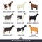 Set of nine breeds of domestic goats Flat vector illustrations Isolated objects Cattle breeding and stock raising