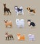 Set of nine different dog breeds