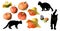 Set of nine pumpkins and a silhouette of a 3 black cat isolated on a white background, attributes for Halloween, Jack lamp