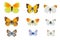 Set of nine yellow and blue butterflies on white