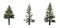 Set of Norway Spruce trees