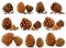 Set of Nuts and Cones of Siberian Pine Isolated