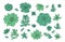 Set objects of flowers succulents graphics green