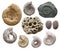 Set objects sea stone with shells of ancient ammonite