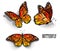 Set of orange butterflies monarchs