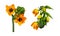 Set of orange ornithogalum flowers and buds