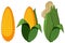 A Set of Organic Corn