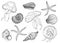 Set of outline black and white seashells, jellyfishes and starfishes. Hand drawn contour vector illustration of shells, sea stars