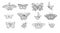 Set of outline vector butterflies - black line isolated on white background. Collection of illustrated butterflies