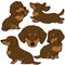 Set of outlined Dachshund illustrations chocolate & tan color