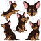 Set of outlined Miniature Pinscher illustrations