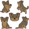 Set of outlined simple and adorable Yorkshire Terrier illustrations