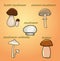 Set of painted vector mushrooms