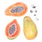 A set of papaya painted with colored pencils isolated on a white background. Food illustration.