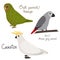 Set of parrot - cockatoo, owl parrot kakapo , jaco african grey , in cartoon style on white background.