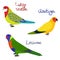 Set of parrot - eastern rosella, aratinga sun parakeet , loriinae, in cartoon style on white background.