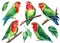 Set of parrots. Lovebirds watercolor, tropical birds illustration on a white background