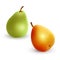 Set of pears different varieties of green and yellow colors, Realistic vector illustration on white background