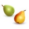 Set of pears different varieties of green and yellow colors, Realistic vector illustration on white background