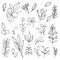 set of pencil realistic wildflower drawing, ink sketch isolated on white background, flower cluster drawing.