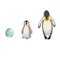 Set of penguin life from egg to adult in Cartoon style on white isolated background, vector stock illustration for prints, icons,