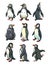 Set of penguins