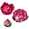 a set of peonies painted in watercolor