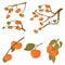 Set of persimmon fruit tree. Branches of kaki fruit with leafs ripe in autumn and raw. Vector cartoon illustration for