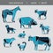 Set of pets from the farm. Horse, cow, donkey, goat, sheep, dog, cat, rabbit