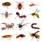 Set pf dangerous insects color flat icons