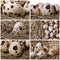 Set of photo many quail eggs in hay