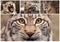 Set of photos of the big cats. Puma, leopard, snow leopard, lynx.