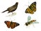 Set with photos of insects, butterflies, bee and blackbird bird.