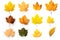 Set of photos of leaves, autumn, various types of leaves, white background, many colors, dry leaves.Generative AI