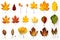 Set of photos of leaves, autumn, various types of leaves, white background, many colors, dry leaves.Generative AI