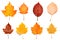 Set of photos of leaves, autumn, various types of leaves, white background, many colors, dry leaves.Generative AI