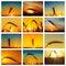 Set of pictures with golden crop in sunset