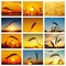 Set of pictures with golden crop in sunset